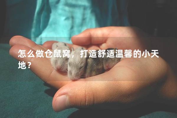 怎么做仓鼠窝，打造舒适温馨的小天地？