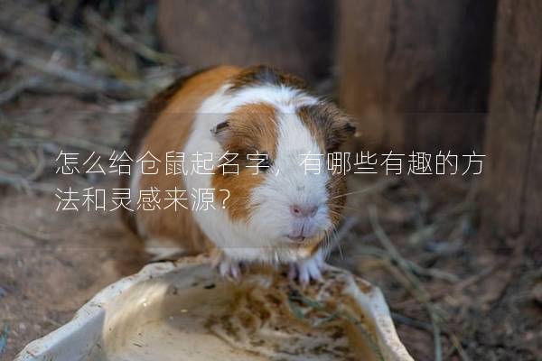 怎么给仓鼠起名字，有哪些有趣的方法和灵感来源？