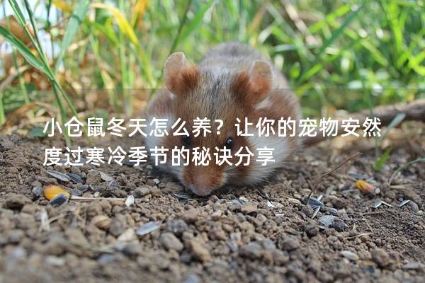 小仓鼠冬天怎么养？让你的宠物安然度过寒冷季节的秘诀分享