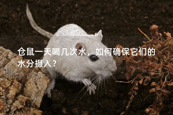 仓鼠一天喝几次水，如何确保它们的水分摄入？