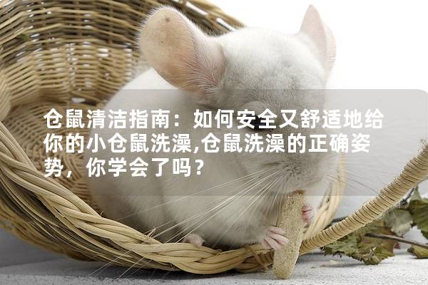 仓鼠清洁指南：如何安全又舒适地给你的小仓鼠洗澡,仓鼠洗澡的正确姿势，你学会了吗？