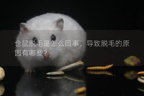 仓鼠脱毛是怎么回事，导致脱毛的原因有哪些？