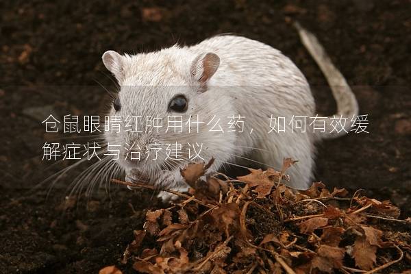 仓鼠眼睛红肿用什么药，如何有效缓解症状与治疗建议