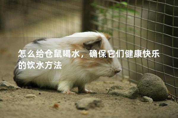 怎么给仓鼠喝水，确保它们健康快乐的饮水方法