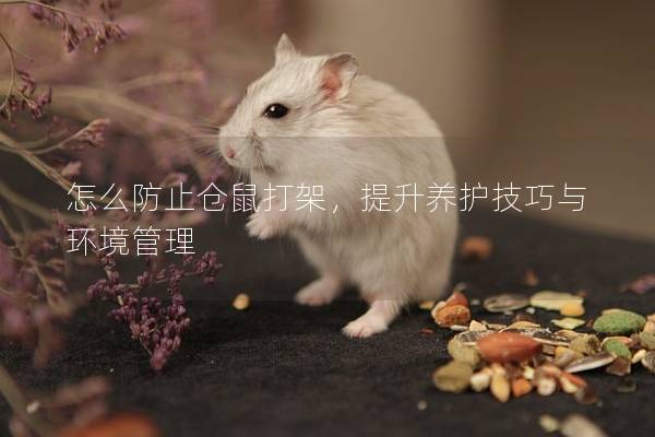 怎么防止仓鼠打架，提升养护技巧与环境管理
