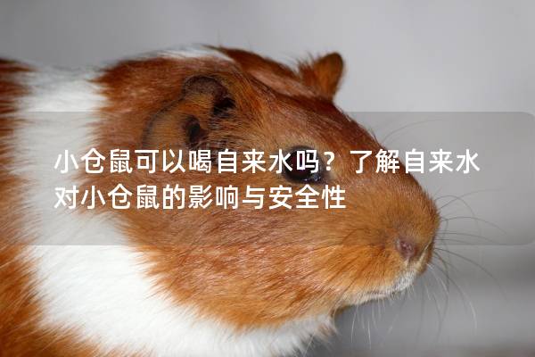 小仓鼠可以喝自来水吗？了解自来水对小仓鼠的影响与安全性