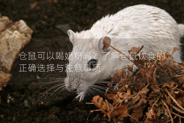 仓鼠可以喝奶粉吗？了解仓鼠饮食的正确选择与注意事项