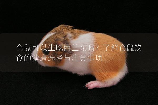 仓鼠可以生吃西兰花吗？了解仓鼠饮食的健康选择与注意事项
