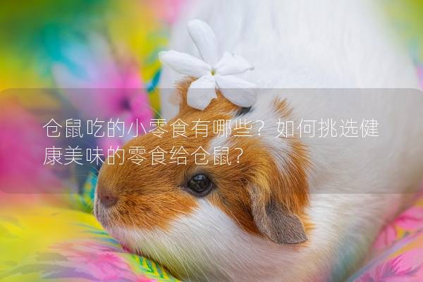 仓鼠吃的小零食有哪些？如何挑选健康美味的零食给仓鼠？