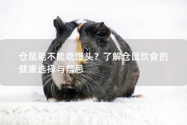仓鼠能不能吃馒头？了解仓鼠饮食的健康选择与禁忌