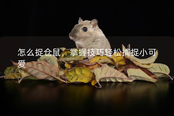 怎么捉仓鼠，掌握技巧轻松捕捉小可爱