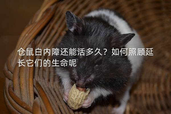 仓鼠白内障还能活多久？如何照顾延长它们的生命呢
