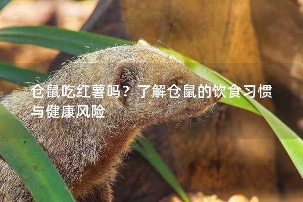 仓鼠吃红薯吗？了解仓鼠的饮食习惯与健康风险