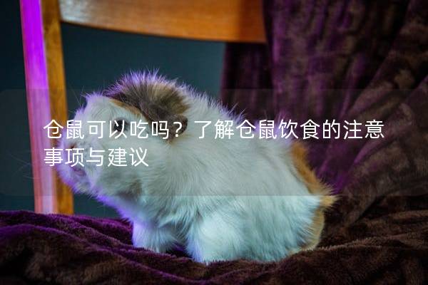 仓鼠可以吃吗？了解仓鼠饮食的注意事项与建议