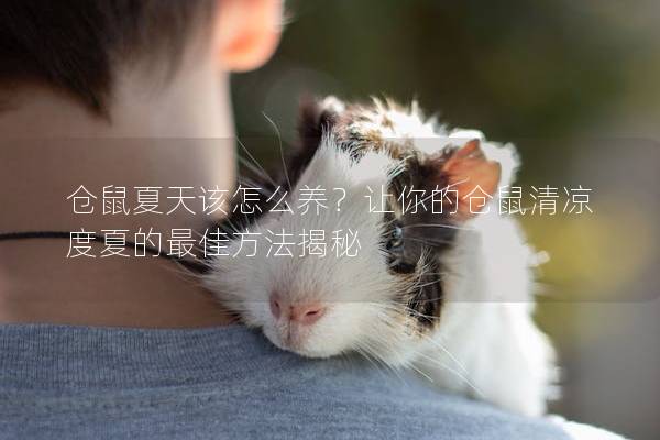 仓鼠夏天该怎么养？让你的仓鼠清凉度夏的最佳方法揭秘