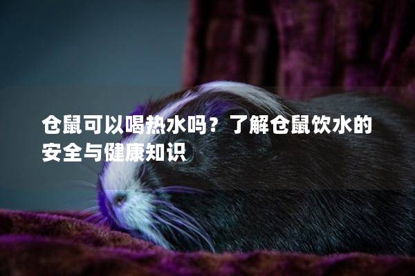 仓鼠可以喝热水吗？了解仓鼠饮水的安全与健康知识