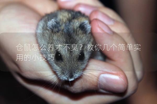 仓鼠怎么养才不臭？教你几个简单实用的小技巧