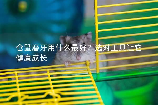 仓鼠磨牙用什么最好？选对工具让它健康成长