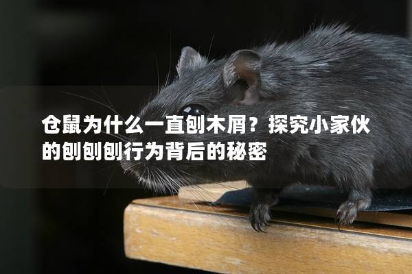 仓鼠为什么一直刨木屑？探究小家伙的刨刨刨行为背后的秘密