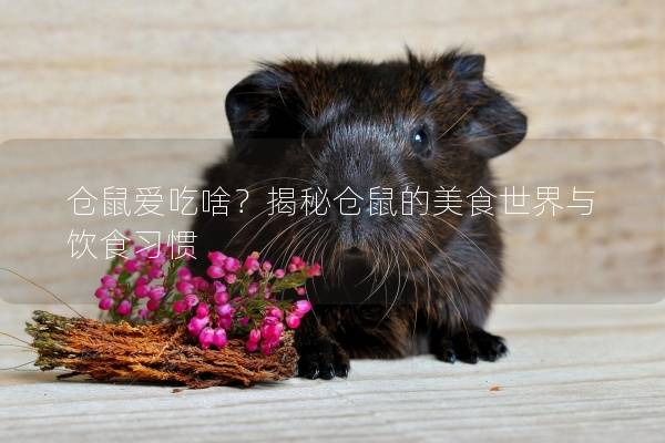 仓鼠爱吃啥？揭秘仓鼠的美食世界与饮食习惯