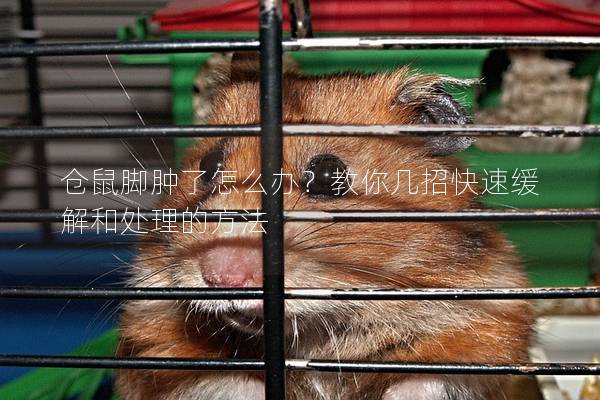 仓鼠脚肿了怎么办？教你几招快速缓解和处理的方法