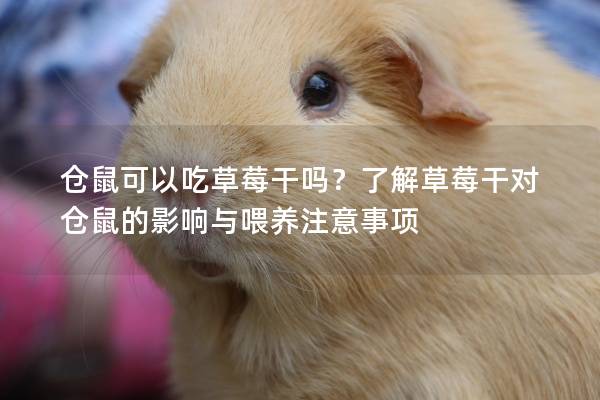 仓鼠可以吃草莓干吗？了解草莓干对仓鼠的影响与喂养注意事项