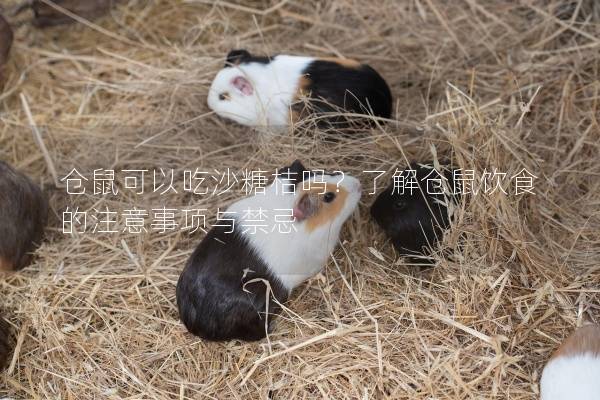 仓鼠可以吃沙糖桔吗？了解仓鼠饮食的注意事项与禁忌