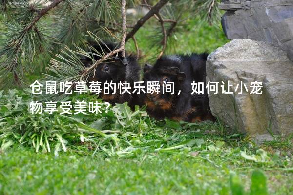 仓鼠吃草莓的快乐瞬间，如何让小宠物享受美味？