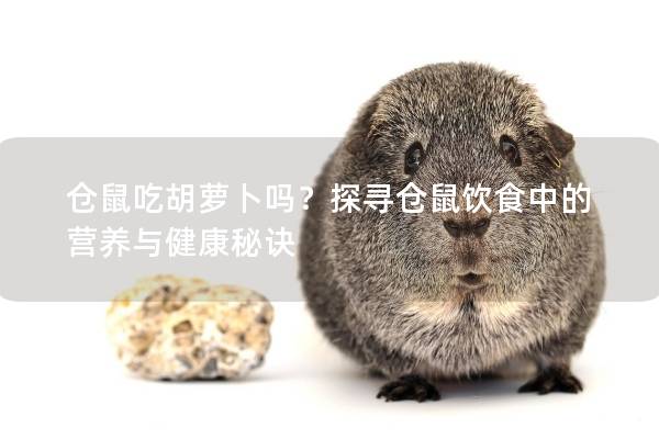 仓鼠吃胡萝卜吗？探寻仓鼠饮食中的营养与健康秘诀