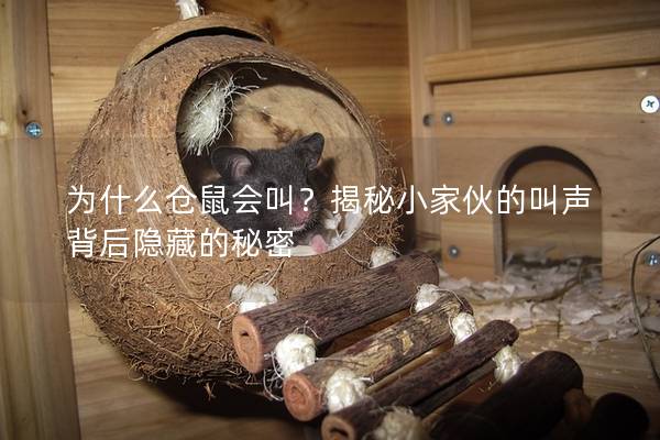 为什么仓鼠会叫？揭秘小家伙的叫声背后隐藏的秘密