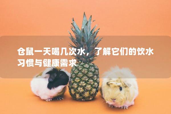 仓鼠一天喝几次水，了解它们的饮水习惯与健康需求