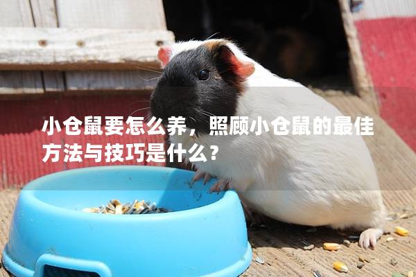 小仓鼠要怎么养，照顾小仓鼠的最佳方法与技巧是什么？