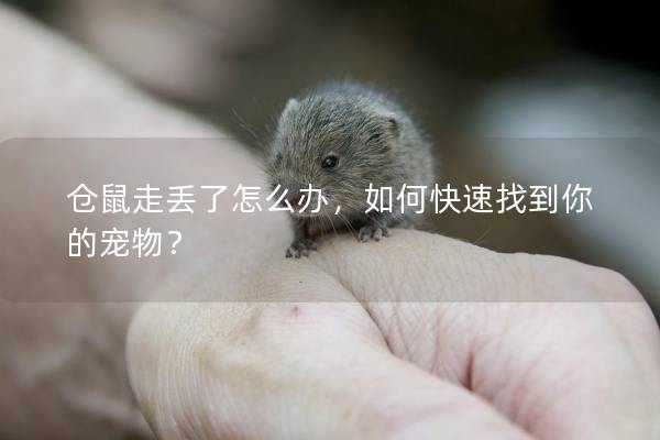 仓鼠走丢了怎么办，如何快速找到你的宠物？