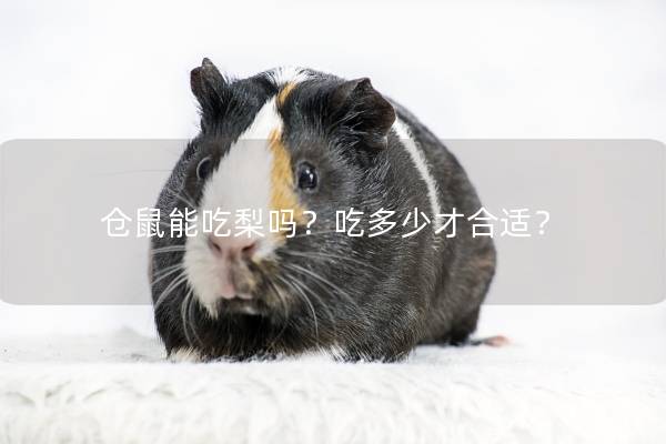 仓鼠能吃梨吗？吃多少才合适？