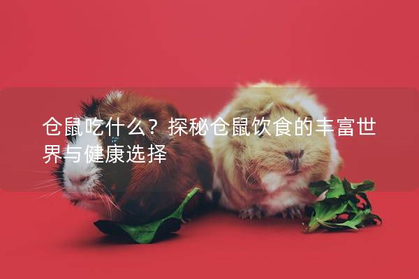 仓鼠吃什么？探秘仓鼠饮食的丰富世界与健康选择