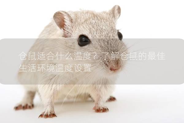 仓鼠适合什么温度？了解仓鼠的最佳生活环境温度设置
