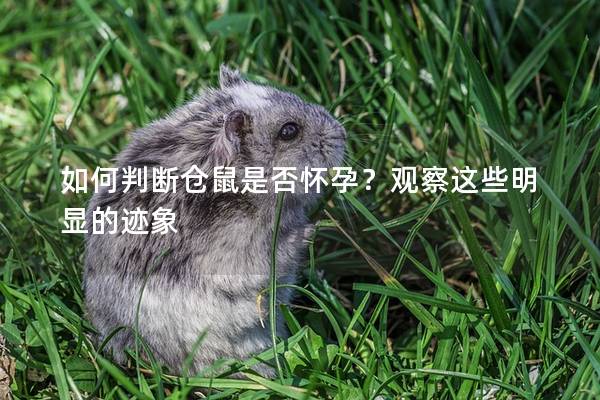 如何判断仓鼠是否怀孕？观察这些明显的迹象