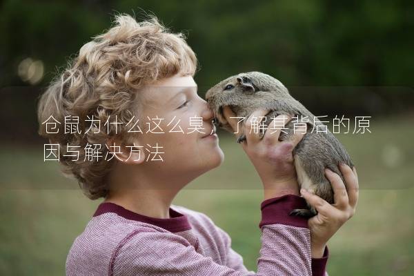 仓鼠为什么这么臭，了解其背后的原因与解决方法