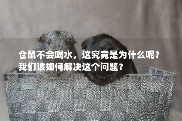 仓鼠不会喝水，这究竟是为什么呢？我们该如何解决这个问题？