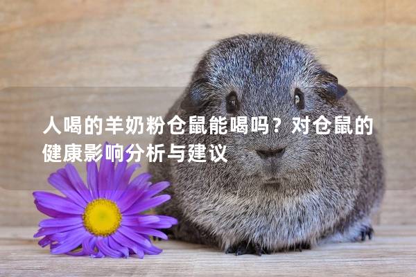 人喝的羊奶粉仓鼠能喝吗？对仓鼠的健康影响分析与建议
