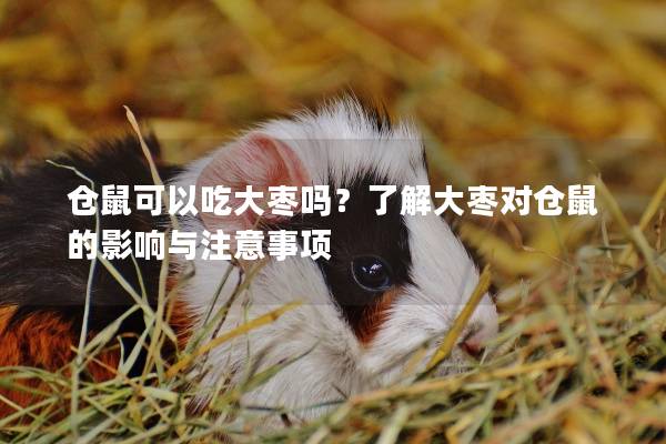 仓鼠可以吃大枣吗？了解大枣对仓鼠的影响与注意事项