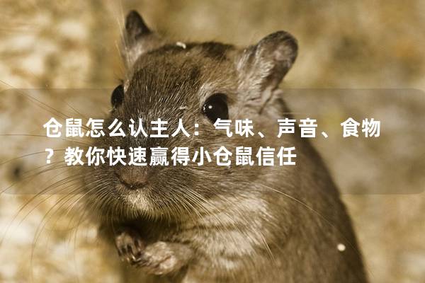 仓鼠怎么认主人：气味、声音、食物？教你快速赢得小仓鼠信任