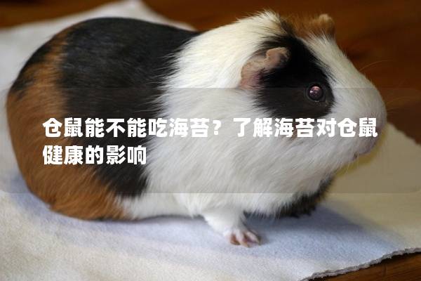仓鼠能不能吃海苔？了解海苔对仓鼠健康的影响