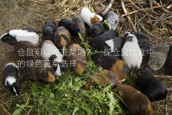 仓鼠可以吃菠菜吗？一探仓鼠饮食中的绿色蔬菜选择