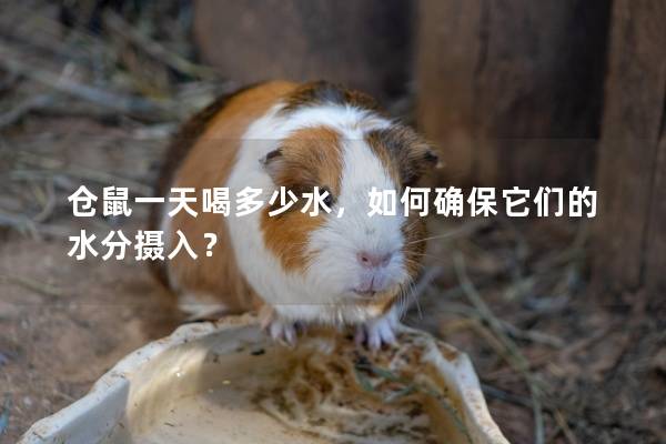 仓鼠一天喝多少水，如何确保它们的水分摄入？
