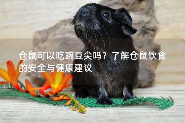 仓鼠可以吃豌豆尖吗？了解仓鼠饮食的安全与健康建议