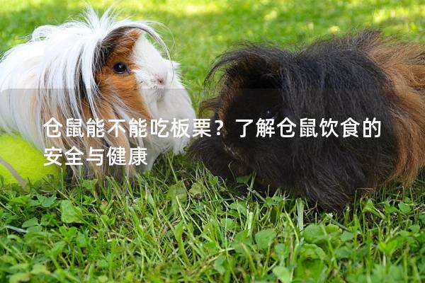 仓鼠能不能吃板栗？了解仓鼠饮食的安全与健康