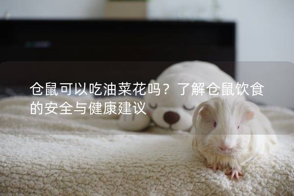 仓鼠可以吃油菜花吗？了解仓鼠饮食的安全与健康建议