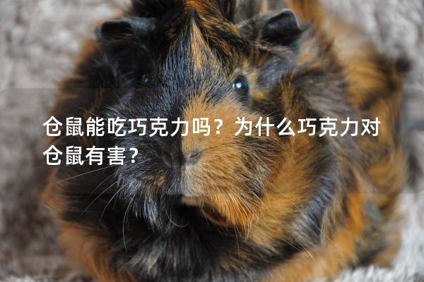 仓鼠能吃巧克力吗？为什么巧克力对仓鼠有害？