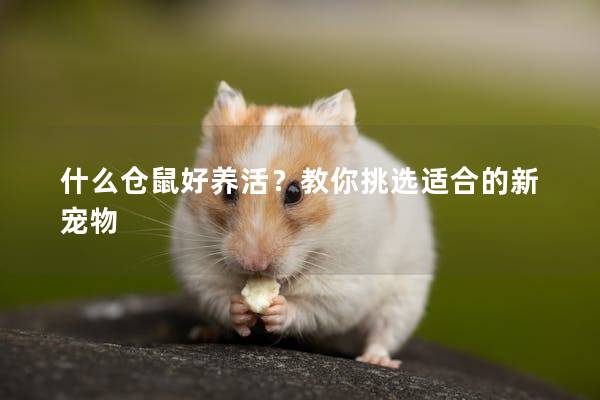 什么仓鼠好养活？教你挑选适合的新宠物